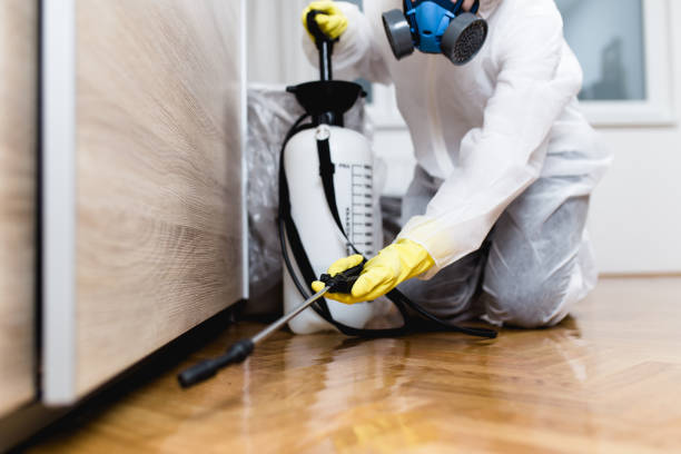 Wasp Removal Services in Archie, MO