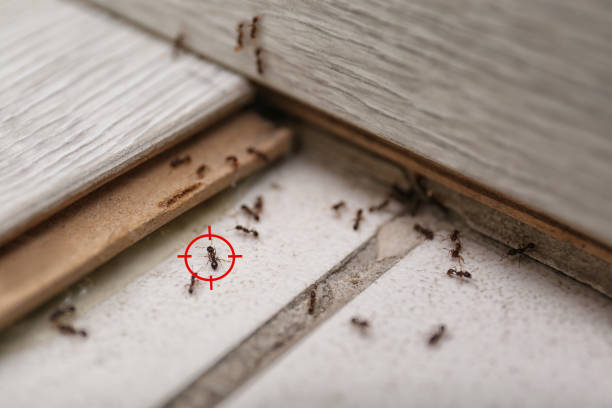 Best Exterminator Services  in Archie, MO