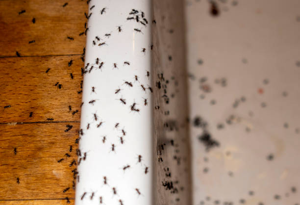 Reliable Archie, MO Pest Control Solutions